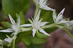 Woodland stonecrop